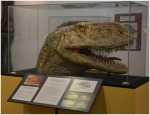 Museo de Paleontología – Facultad de Ciencias Exactas, Físicas y Naturales  Universidad Nacional de Córdoba – Academia Nacional de Ciencias